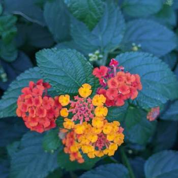 緑の葉の画像 by ヒロシさん | お出かけ先とランタナ(七変化)と赤い花とオレンジ色の花と緑の葉