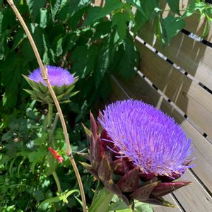 アーティチョーク,オージープランツ,ポタジェ,花のある暮らし,植物のある暮らしの画像