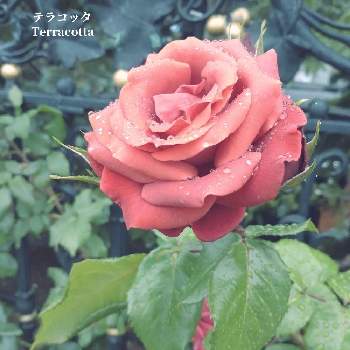 薔薇園の画像 by めーべるさん | お出かけ先と薔薇テラコッタと薔薇♪とイングリッシュガーデンと薔薇園