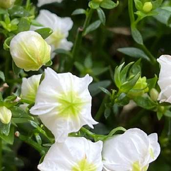 カンパニュラ ホワイトライクミーの画像 by tumuの桃さん | カンパニュラ ホワイトライクミーと白い恋人達とありがとう♡とカンパニュラ♡と小さな白いお花とGSに感謝。と白い水曜日♡と平和を願う☆と可愛いとカンパニュラ❤ホワイトライクミーと白い花と❤️癒されて