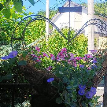コンボルブルス！の画像 by クッキーさん | 小さな庭とハンギング植えとナチュラルガーデンに憧れてとコンボルブルス！と寄せ植えが好きと小さなお庭と可愛いね♡とペチュニア ラブリーアイ