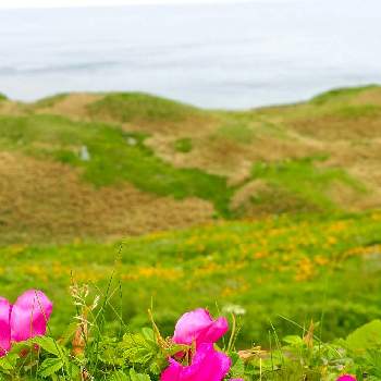 黄色いお花の画像 by めこさん | エゾカンゾウ(蝦夷萱草)とハマナスと礼文島と満開とピンクと可愛いと北海道と黄色いお花