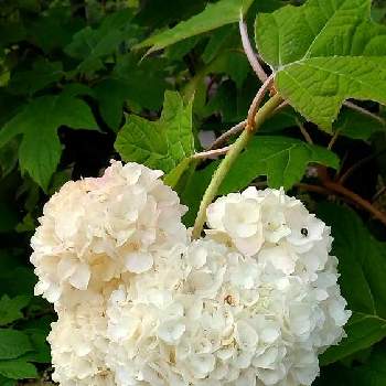 ビバーナム スノーボールの投稿画像一覧 Greensnap グリーンスナップ