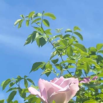 バラのある生活の画像 by arinkoさん | 小さな庭とつるバラ ブルームーンとガーデニングと花のある暮らしと癒しの花とバラのある生活