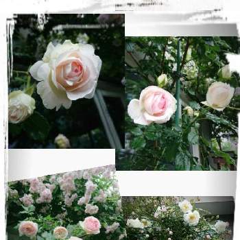 バラ　ピエール・ドゥ・ロンサールの画像 by クッキーMさん | 小さな庭とバラ　ピエール・ドゥ・ロンサールとシティオブヨークと北海道でも越冬します