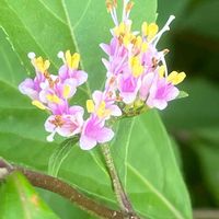 ムラサキシキブ,花壇,ガーデニング,庭木,山野草の画像