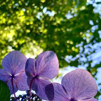 るんるん♬の画像 by green39さん | 小さな庭と梅雨明け…紫陽花と今日もがんばりますかね…と楽しまなきゃね…とマシマシとるんるん♬と癒し系と美しいフォルムと元気もらえると美しいといい感じ！と楽しむと紫の花と癒しのひと時といつもありがとうって言いたい