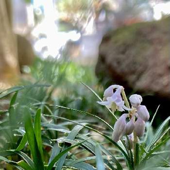 玉竜の投稿画像一覧 Greensnap グリーンスナップ