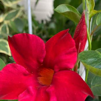 情熱の赤の画像 by n_enjoymamaさん | サンパラソル クリムゾンと咲いたよ〜と猛暑とありがとうと癒されると暑〜いとEnjoy My Gardenと情熱の赤とガーデニング