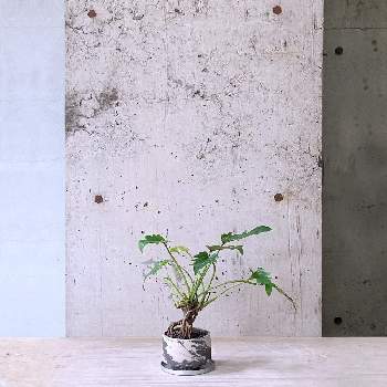 in tokyoの画像 by cagiさん | インテリアとクッカバラ 根上りと観葉植物と植物のある暮らしとインダストリアルと武蔵小山とdesignとTRANSHIPとin tokyoとgreenとグリーンショップとparklife