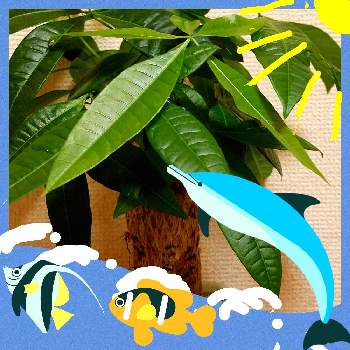  パキラの画像 by どどこさん | 部屋とパキラと観葉植物とパキラ★と観葉植物のある暮らしと パキラ