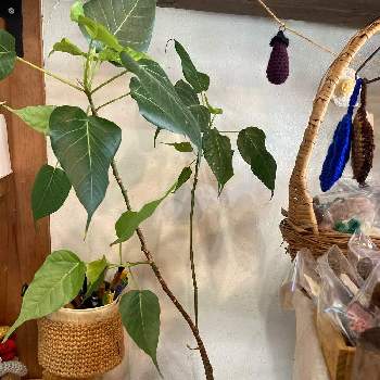 インドボダイジュ,観葉植物,雨に輝く,自然,ドラセナ・ドラコの画像