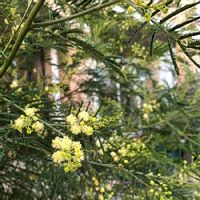四季咲きミモザ.デアネイ,シンボルツリー,花壇,花木,初夏の庭の画像