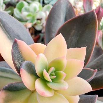 花筏錦の投稿画像一覧 Greensnap グリーンスナップ