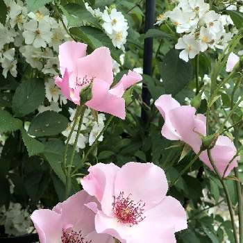 デンティベスの画像 by rosa sさん | 小さな庭とロサ・ムルティフローラとデンティベスとバラとピンクの花と水曜ローズショーと北海道でも越冬しますと白い花と北海道