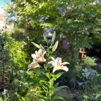 百合の花の画像 by おかーしゃさん | 朝の庭と百合　アボガドと百合の花