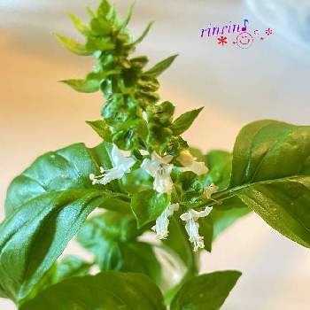 バジルの花の投稿画像一覧 Greensnap グリーンスナップ