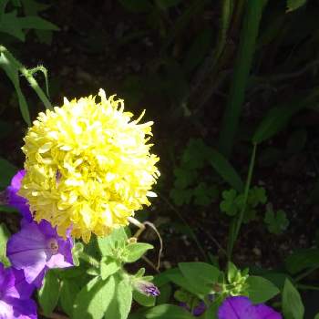 白い菊の花の投稿画像一覧 Greensnap グリーンスナップ