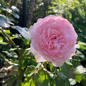 オリビアローズオースチンの画像 by スミレさん | 小さな庭と医療・介護の皆様に感謝とオリビアローズオースチンとありがとう❤️と新型コロナウィルスに負けるなと2022 GSで薔薇園とおうち園芸と花のある暮らし