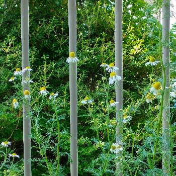 ジャーマンカモミール,ベランダガーデニング,ハーブ,白い花,まだ咲いてますの画像