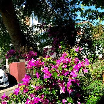 休日の楽しみの画像 by BLUE TREEさん | 小さな庭とブーゲンビレアとピンクの花と花のある暮らしとブーゲンビレアの花と休日の楽しみと夏の花