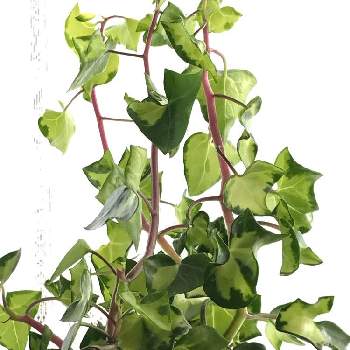 マーガレットアイビーの投稿画像一覧 Greensnap グリーンスナップ