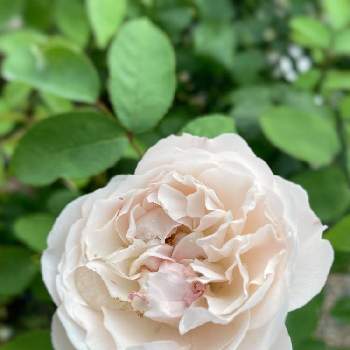 白バラの画像 by hiroさん | 小さな庭と庭のバラとばら バラ 薔薇とマイガーデンとバラのある暮らしと薔薇のある暮らし♡と今日のバラと暮らしを楽しむと小さな庭♡と薔薇を楽しむとガーデニングと花のある暮らしとウィンチェスターキャシードラルと白バラとバラの花♡とバラを楽しむ