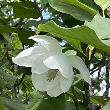 高貴な花の投稿画像一覧 Greensnap グリーンスナップ