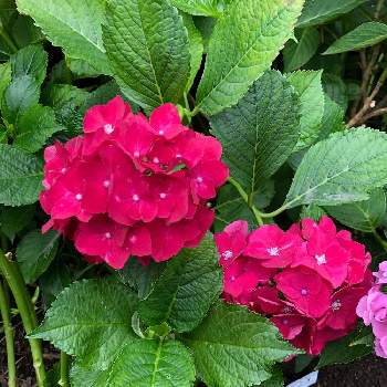 紫陽花パリジェンヌの投稿画像一覧 Greensnap グリーンスナップ