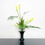 ヘリコニア アンドロメダの一覧 Greensnap グリーンスナップ