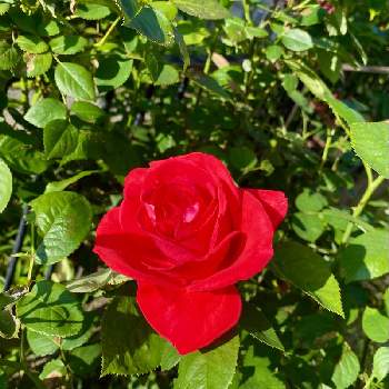 Kays_gardenの画像 by Kay_Tama-gsk さん | アプローチと薔薇 ダブルノックアウト 赤とカラフルと鮮やか と赤い花と真っ赤とKays_garden