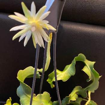 エピフィルム グアテマレンシスの投稿画像一覧 Greensnap グリーンスナップ