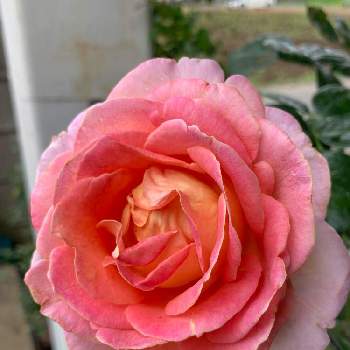 薔薇 エルの投稿画像一覧 Greensnap グリーンスナップ