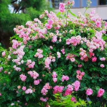 ❤️透き通る美しさの画像 by emuzupapaさん | 広い庭とガーデンとばら バラ 薔薇とオープンガーデンとGS映えとつるバラとナチュラルガーデンとGS日和とイングリッシュガーデンとバラ・オールドローズとガーデニングdiyと花いろいろとガーデニングと花のある暮らしとローズガーデンときれいな景色と❤️透き通る美しさと花景と色あざやかとカメラ好き☆と庭の宿根草