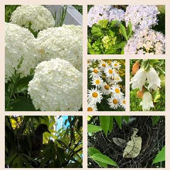 白花の画像 by ちゃこさん | 広い庭と白花と見守り終了と気になってと小さい花と　白い花と地植え
