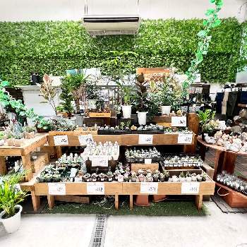 ナフコの投稿画像一覧 Greensnap グリーンスナップ