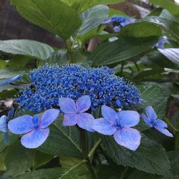 楽しい園芸の画像 by majical -jさん | 小さな庭と癒しの植物と元気の源とガクアジサイ＊ブルーと花のある暮らしと楽しい園芸