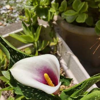 カラー ピカソの投稿画像一覧 Greensnap グリーンスナップ