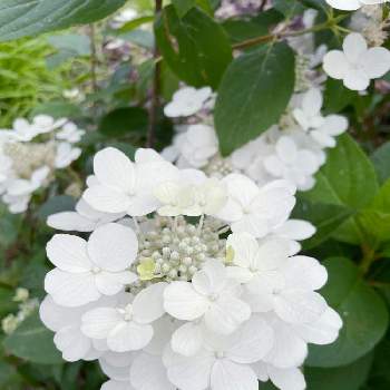 ダルマノリウツギの投稿画像一覧 Greensnap グリーンスナップ