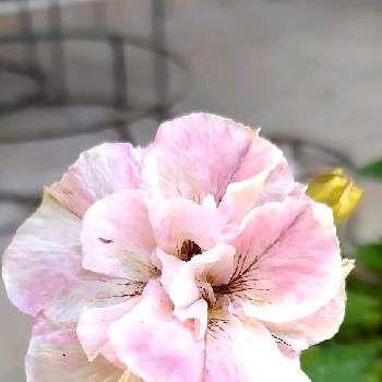 心落ち着くの画像 by ウーゲデールさん | 玄関と元気いっぱいと心落ち着くと夏の花と美しいとピンクと明るい色とペチュニア☆とかわいい