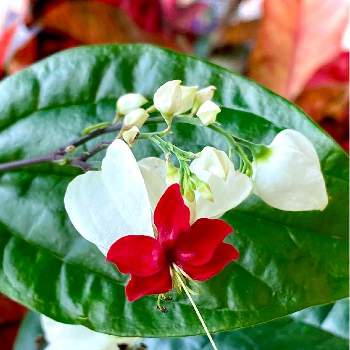 淡路島の画像 by UFOさん | お出かけ先とゲンペイカズラと淡路島とお花探しと淡路ハイウェイオアシスと目についた植物
