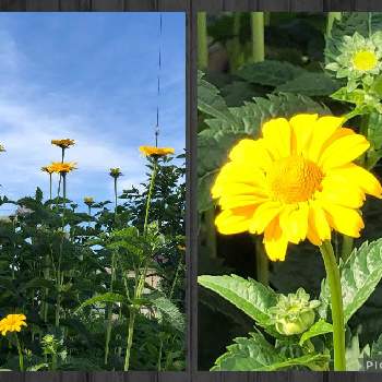 黄色いお花の画像 by 紗季さん | お出かけ先とヒメヒマワリと青空とコラボ♡と大好き群馬と黄色いお花