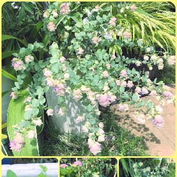 オレガノケントビューティーの画像 by ちゃこさん | 玄関とオレガノケントビューティーと鉢植えと癒しとピンクの花