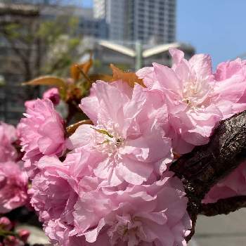 八重桜の画像 by マリリンさん | 八重桜