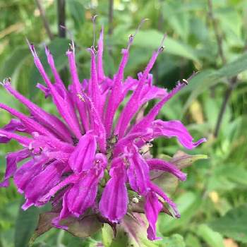 タイマツソウの投稿画像一覧 Greensnap グリーンスナップ