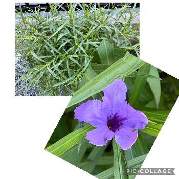 ヤナギバルイラソウ,強い繁殖力,紫色の花,熊本から,宿根草♪の画像
