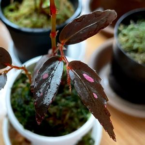 ベゴニアspジュラウ,Begonia sp. Julau.,Begonia amidalae,type 2,ベゴニア アミダラエの画像