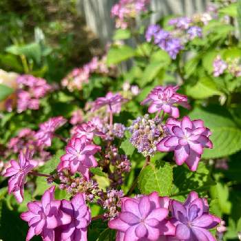 初夏の庭の画像 by ぴちぴちぴーちさん | アプローチとピンクの花と落葉低木と紫陽花 アジサイ あじさいと初夏の庭