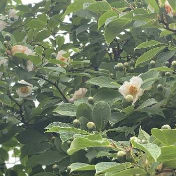 シャラの木の投稿画像一覧 Greensnap グリーンスナップ