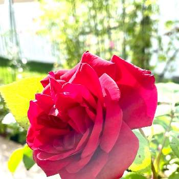 薔薇♥︎︎∗︎*ﾟの画像 by RARAさん | テラスとばら バラ 薔薇と薔薇♥︎︎∗︎*ﾟと幸せにな〜る◡̈❁とhappy♡と感謝♥︎︎∗︎*ﾟとウルメールムンスター♥︎︎∗︎*ﾟと2022♥︎︎∗︎*ﾟ